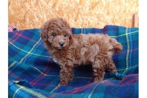 成約済の宮城県のトイプードル-121880の4枚目